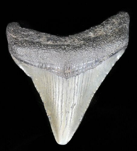 Juvenile Megalodon Tooth - South Carolina #39960
